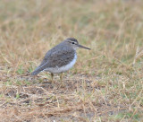 Spotted Sandpiper, Basic Plumage