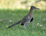 Greater Roadrunner