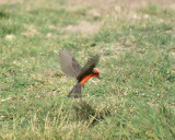 Vermilion Flycatcher, Male Hovering