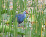 Gray-headed Swamphen