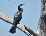 Anhinga, Male