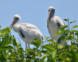 Wood Stork, Babies