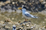 Least Tern, Alternate Plumage