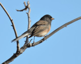 Oregon Dark-eyed Junco, Male