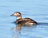 Long-tailed Duck, Hen