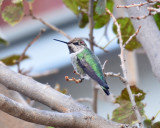Annas Hummingbird, Immature Male