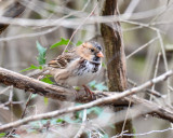 Harriss Sparrow, Basic Plumage