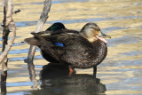 American Black Duck, Hen