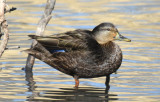 American Black Duck, Hen