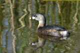 Pied-billed Grebe, Alternate Plumage