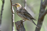 Cassins Finch, Female