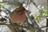 Cassins Finch, Male