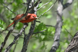 Summer Tanager, Male