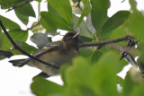 Bay-breasted Warbler, Male Alternate Plumage