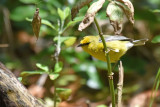 Blue-winged Warbler