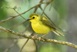 Hooded Warbler, 1st Year Female