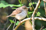 Swainsons Thrush