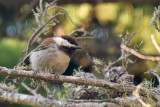 Chestnut-backed Chickadee