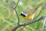 Common Yellowthroat, Male