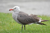 Heermans Gull, Alternate Plumage