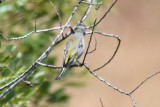 Lawrences Goldfinch, Male