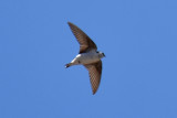 Violet-green Swallow, Male