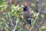 Annas Hummingbird, Male