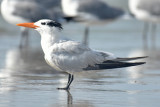 Royal Tern, Basic Plumage