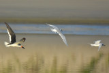 Black Skimmer and Forsters Terns