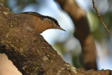 Red-breasted Nuthatch, Male