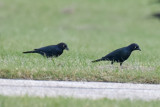 Brewers Blackbird, Males