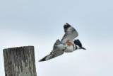 Belted Kingfisher, Female