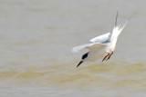 Forsters Tern, Basic Plumage