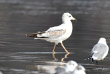 Ring-billed Gull, 2nd Cycle