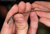 Large Psammodramus