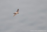 Crag Martin 