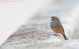 Rock Bunting 