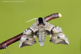 Eyed Hawk-moth 