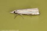 Crambus uliginosellus 