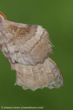 Poplar Hawk-moth