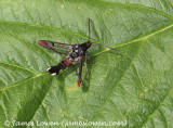 Red-tipped Clearwing