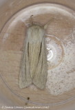 Reed Dagger 