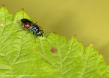 Ruby-tailed Wasp_New Cossy_27-07-16_LOW3717 copy.JPG