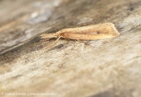 Schoenobius gigantella