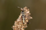 Six-belted Clearwing 