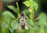 Six-belted Clearwing 