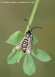 Six-belted Clearwing 