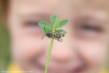 Six-belted Clearwing 