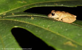 Palmers Robber Frog