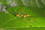 grasshopper sp